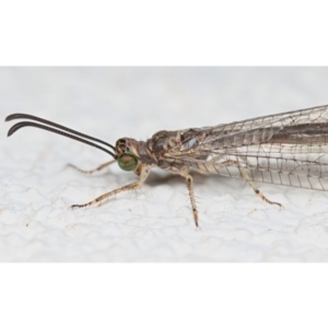 Myrmeleontidae (family) at Ainslie, ACT - 3 Feb 2020