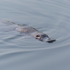 Ornithorhynchus anatinus (Platypus) at Bega, NSW - 5 Feb 2020 by MatthewHiggins