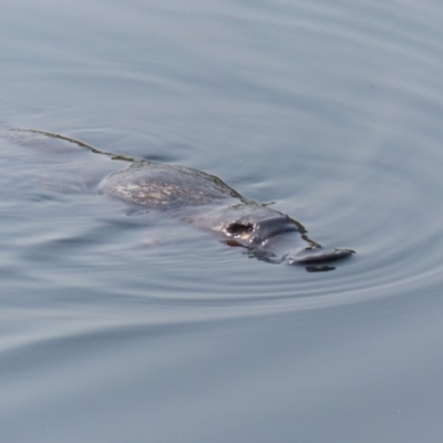 Ornithorhynchus anatinus (Platypus) at Bega, NSW - 5 Feb 2020 by MatthewHiggins
