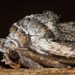 Nisista notodontaria (Annulus Crest-moth) at Paddys River, ACT - 18 May 2018 by Thommo17