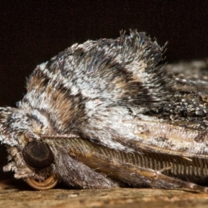 Nisista notodontaria at Paddys River, ACT - 18 May 2018