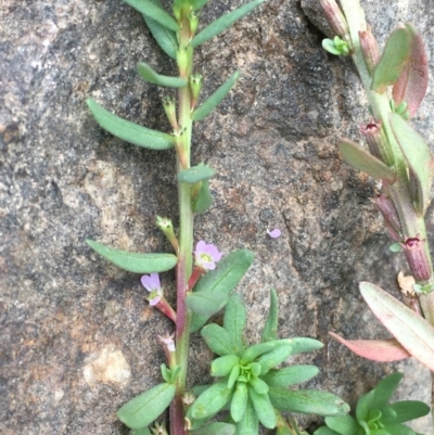 Lythrum hyssopifolia (Small Loosestrife) at Molonglo River Reserve - 7 Feb 2020 by JaneR