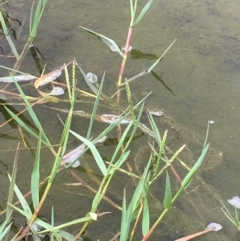 Paspalum distichum (Water Couch) at Stromlo, ACT - 7 Feb 2020 by JaneR