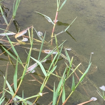 Paspalum distichum (Water Couch) at Stromlo, ACT - 7 Feb 2020 by JaneR