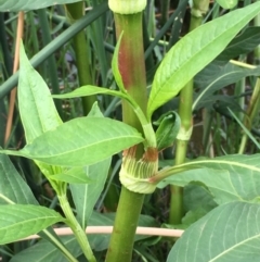 Persicaria lapathifolia (Pale Knotweed) at Molonglo River Reserve - 7 Feb 2020 by JaneR