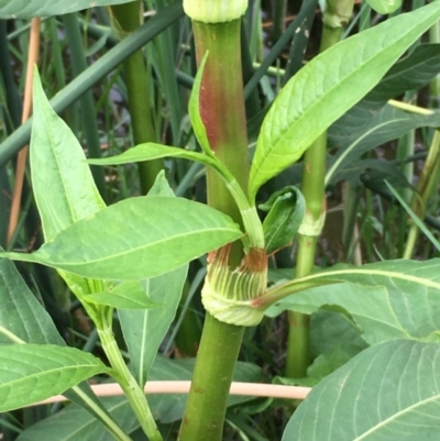 Persicaria lapathifolia (Pale Knotweed) at Molonglo River Reserve - 7 Feb 2020 by JaneR