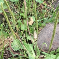 Plantago major (Greater Plantain) at Stromlo, ACT - 7 Feb 2020 by JaneR