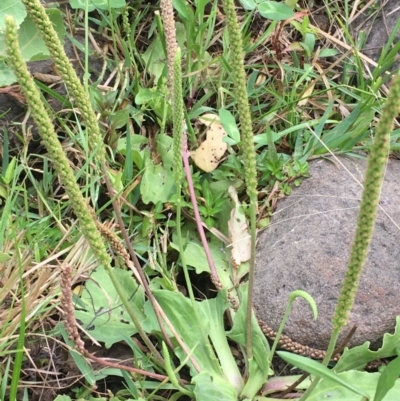 Plantago major (Greater Plantain) at Stromlo, ACT - 7 Feb 2020 by JaneR