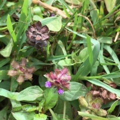 Prunella vulgaris (Self-heal, Heal All) at Molonglo River Reserve - 7 Feb 2020 by JaneR