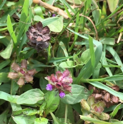 Prunella vulgaris (Self-heal, Heal All) at Molonglo River Reserve - 7 Feb 2020 by JaneR