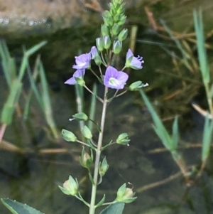 Veronica anagallis-aquatica at Molonglo River Reserve - 7 Feb 2020 04:54 PM