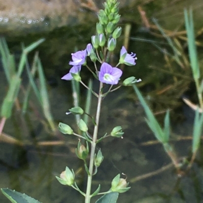 Veronica anagallis-aquatica (Blue Water Speedwell) at Stromlo, ACT - 7 Feb 2020 by JaneR