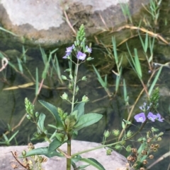 Veronica anagallis-aquatica at Molonglo River Reserve - 7 Feb 2020 04:54 PM