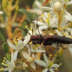 Syllitus rectus (Longhorn beetle) at Pollinator-friendly garden Conder - 8 Jan 2020 by michaelb
