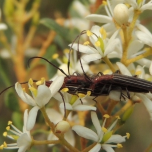 Syllitus rectus at Conder, ACT - 8 Jan 2020