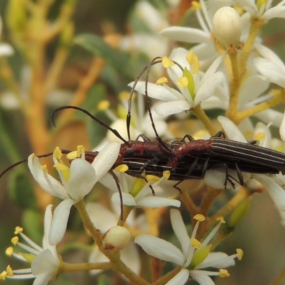 Syllitus rectus (Longhorn beetle) at Pollinator-friendly garden Conder - 8 Jan 2020 by michaelb