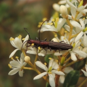 Syllitus rectus at Conder, ACT - 8 Jan 2020