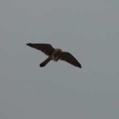 Falco cenchroides (Nankeen Kestrel) at Paddys River, ACT - 15 Dec 2019 by MichaelBedingfield