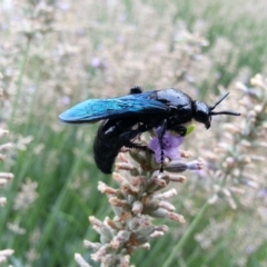 Austroscolia soror (Blue Flower Wasp) at Hackett, ACT - 6 Feb 2020 by waltraud