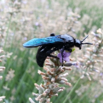 Austroscolia soror (Blue Flower Wasp) at Hackett, ACT - 6 Feb 2020 by waltraud