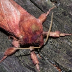 Oxycanus rufescens at Paddys River, ACT - 9 May 2018