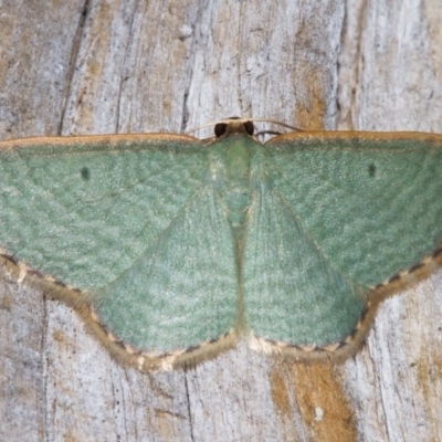 Poecilasthena balioloma (Stitched Delicate) at Paddys River, ACT - 14 Mar 2018 by Thommo17