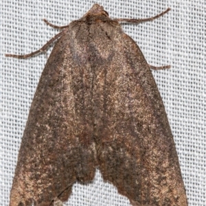 Nisista undescribed species (genus) at Paddys River, ACT - 11 Nov 2018