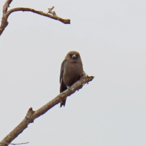 Artamus cyanopterus at Fyshwick, ACT - 6 Feb 2020 12:57 PM