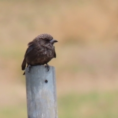 Artamus cyanopterus at Fyshwick, ACT - 6 Feb 2020