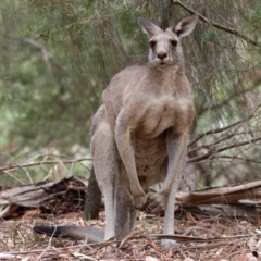Macropus giganteus (Eastern Grey Kangaroo) at Fyshwick, ACT - 6 Feb 2020 by RodDeb