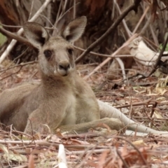 Macropus giganteus at Fyshwick, ACT - 6 Feb 2020