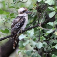 Dacelo novaeguineae at Fyshwick, ACT - 6 Feb 2020