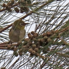 Zosterops lateralis at Fyshwick, ACT - 6 Feb 2020