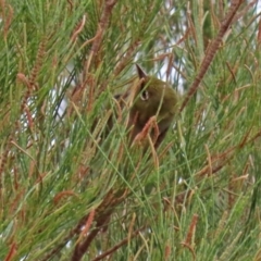 Zosterops lateralis at Fyshwick, ACT - 6 Feb 2020