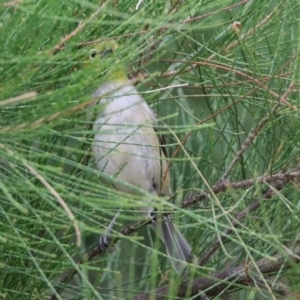 Zosterops lateralis at Fyshwick, ACT - 6 Feb 2020