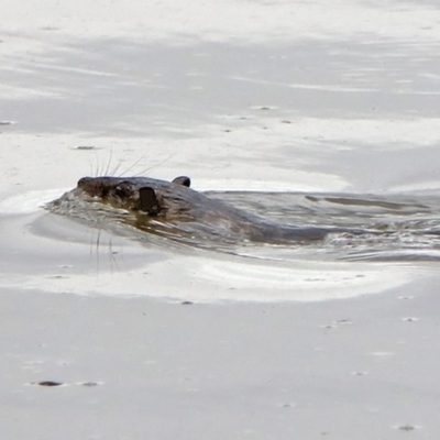 Hydromys chrysogaster (Rakali or Water Rat) at Fyshwick, ACT - 6 Feb 2020 by RodDeb