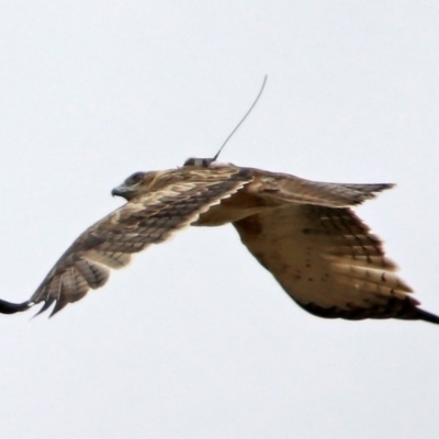 Hieraaetus morphnoides (Little Eagle) at Fyshwick, ACT - 6 Feb 2020 by RodDeb