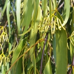 Amyema miquelii at Yass River, NSW - 5 Feb 2020 10:41 AM