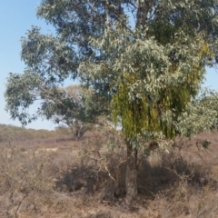 Amyema miquelii at Yass River, NSW - 5 Feb 2020 10:41 AM