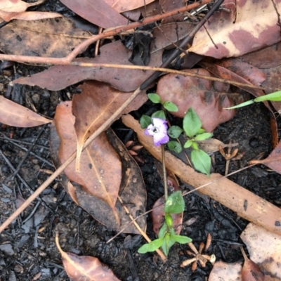 Unverified Other Wildflower or Herb at Conjola, NSW - 8 Feb 2020 by Tanya