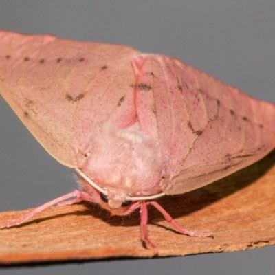 Arhodia lasiocamparia (Pink Arhodia (Oenochrominae)) at Hackett, ACT - 24 Jan 2018 by Thommo17