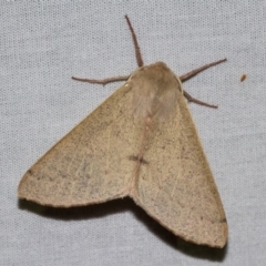Arhodia lasiocamparia (Pink Arhodia (Oenochrominae)) at Hackett, ACT - 24 Jan 2018 by Thommo17