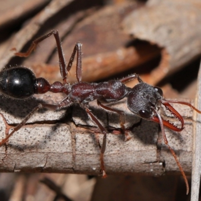 Myrmecia simillima (A Bull Ant) at Mount Majura - 7 Feb 2020 by TimL