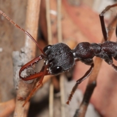 Myrmecia simillima at Hackett, ACT - 8 Feb 2020