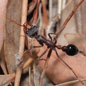 Myrmecia simillima at Hackett, ACT - 8 Feb 2020