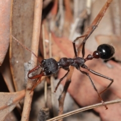 Myrmecia simillima at Hackett, ACT - 8 Feb 2020