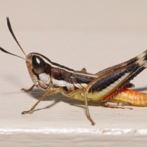 Macrotona securiformis at Evatt, ACT - 7 Feb 2020