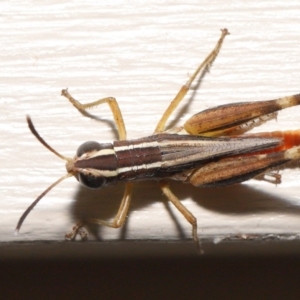 Macrotona securiformis at Evatt, ACT - 7 Feb 2020