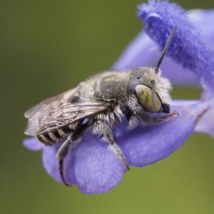 Megachile (Eutricharaea) serricauda at O'Connor, ACT - 8 Feb 2020 03:12 PM