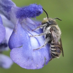 Megachile (Eutricharaea) serricauda at O'Connor, ACT - 8 Feb 2020 03:12 PM